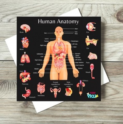 Anatomia Humana