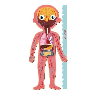 Tapete educativo do corpo humano com órgãos internos e régua de 70 cm