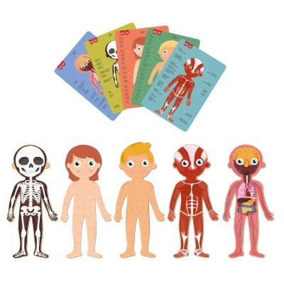Figuras educativas do corpo humano com diferentes camadas e cartas coloridas
