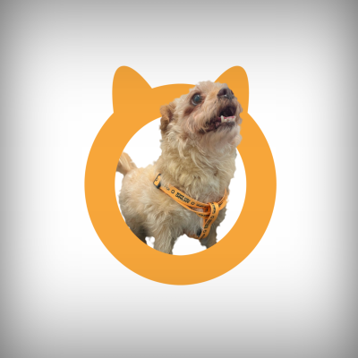 Cão com coleira e peitoral laranja com texto