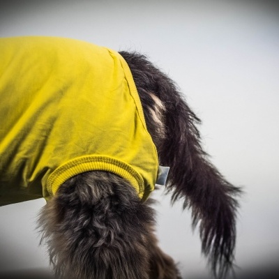 Cão preto com camisola amarela em fundo desfocado