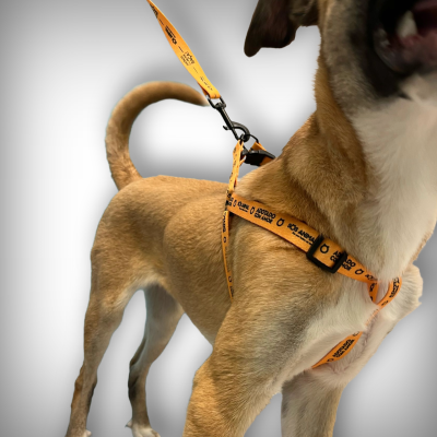 Cão com trela e peitoral laranja com texto preto