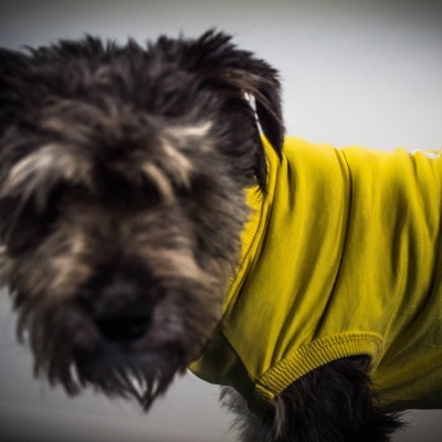 Cão com roupa amarela em fundo neutro