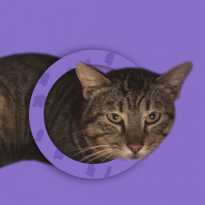 Gato castanho dentro de anel roxo com silhuetas de gatos, fundo roxo