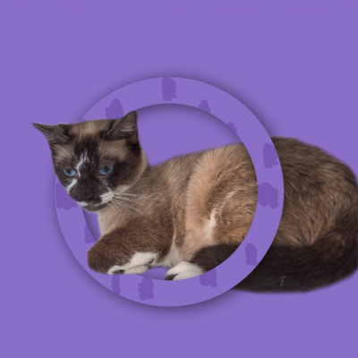 Gato siamês com olhos azuis sobre fundo roxo com anel decorado