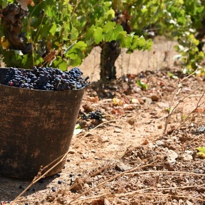 DOC Mamoré de Borba