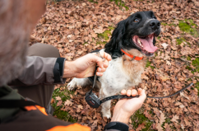 Cão preto e branco com coleira laranja e trela preta em chão de folhas secas