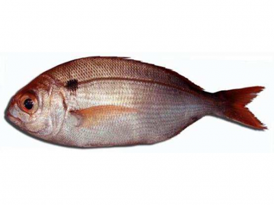 Peixe inteiro prateado e castanho com cauda vermelha e mancha escura num fundo branco