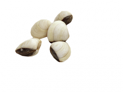 AMEIJOA BRANCA 60/80 GRANEL KG