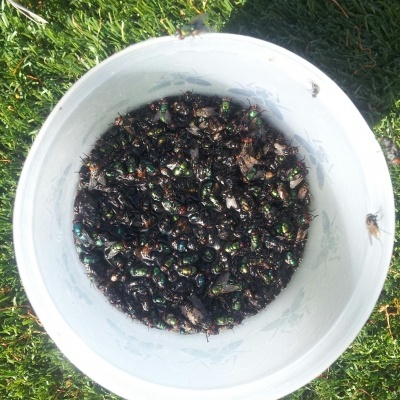 Balde branco com muitos insetos pretos e verdes sobre relva