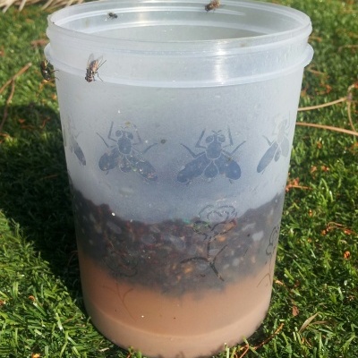 Recipiente plástico transparente com líquido castanho e moscas, sobre relva