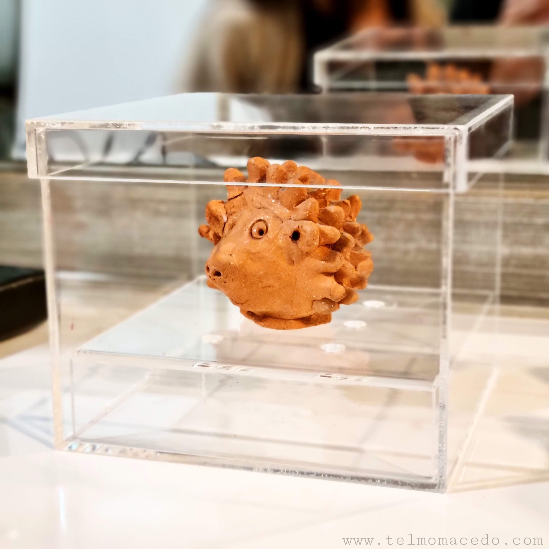 Telmo Macedo 1º Peça