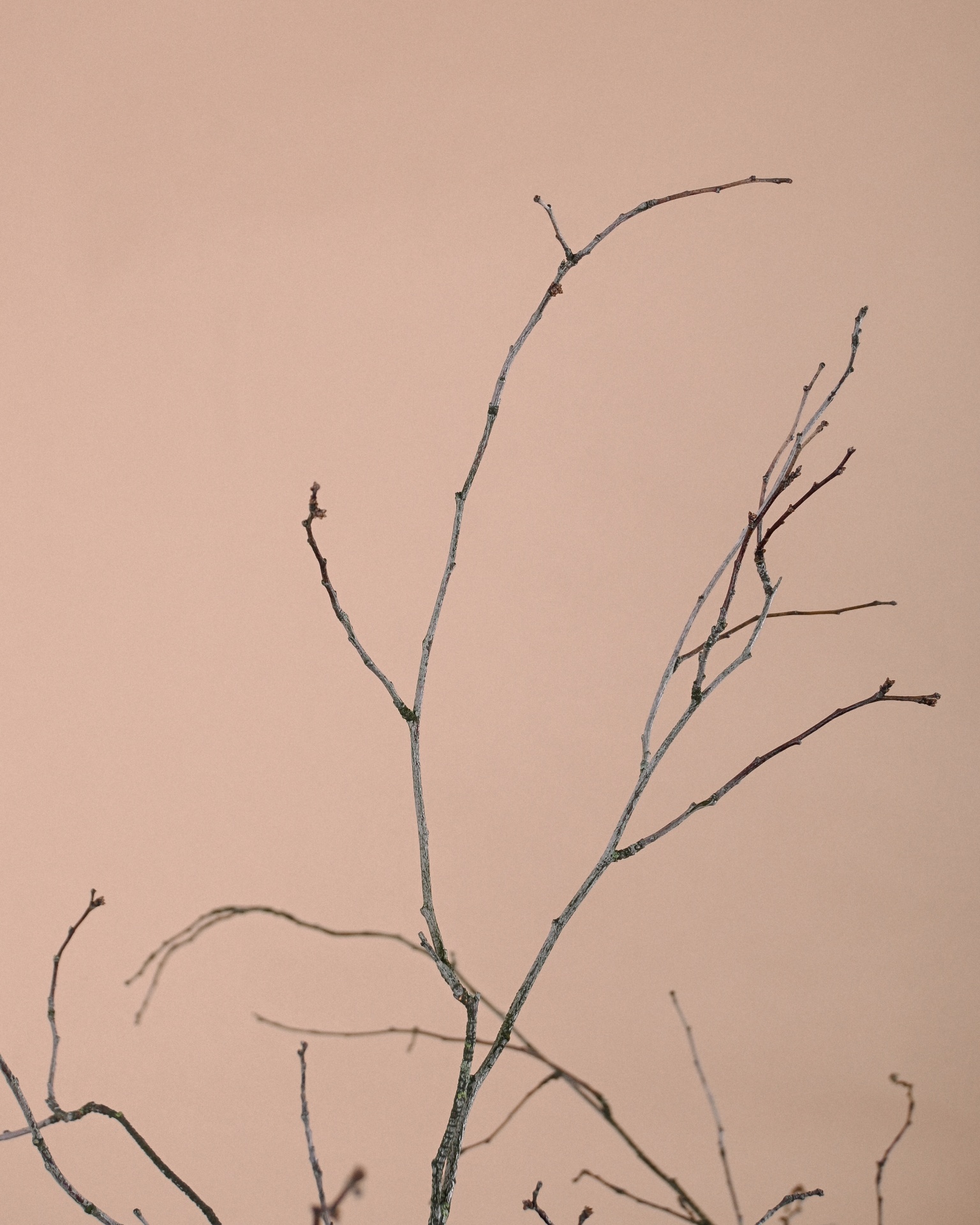 Arranjo Ref.004 Arranjo Ref.004