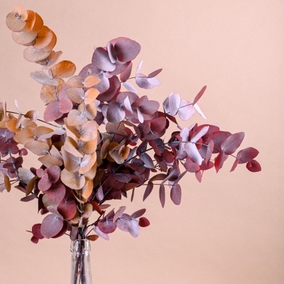 Eucalipto Espiral Ref.004