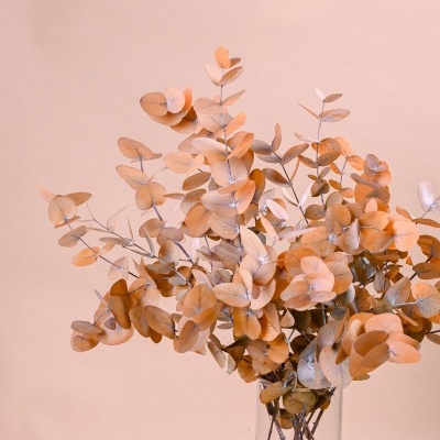 Eucalipto Espiral Ref.003