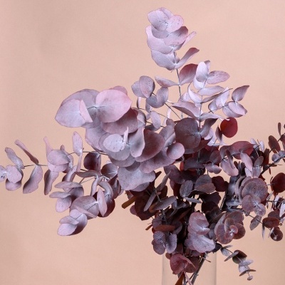 Eucalipto Espiral Ref.002