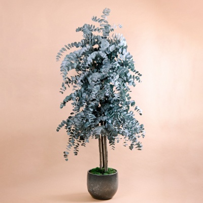 Árvores Naturais Preservadas