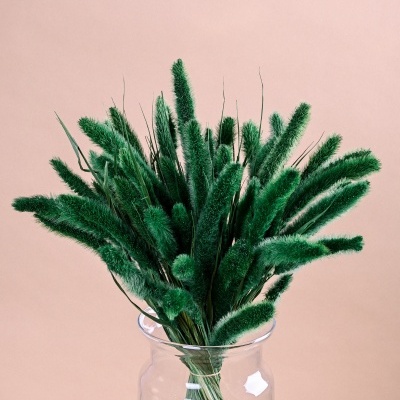 Setaria Verde