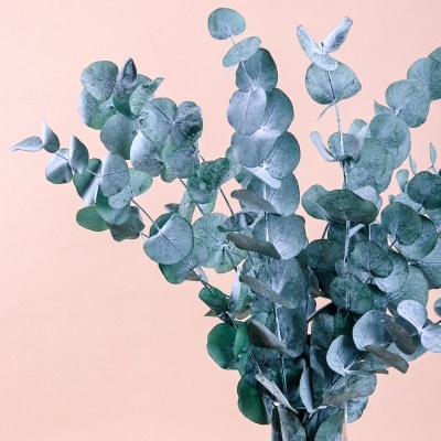 Eucalipto Espiral Ref.15