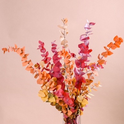 Eucalipto Stuartiana Ref.005