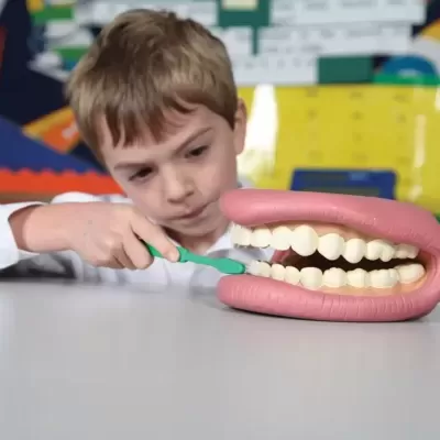 Modelo de Ensino Dentário Lavagem dos Dentes R811