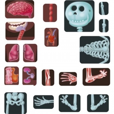 Ilustrações médicas dos órgãos e sistema ósseo humano em várias vistas.