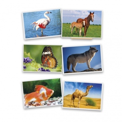 Jogo Linguagem Fotografias de Animais 20505 +3 anos Akros