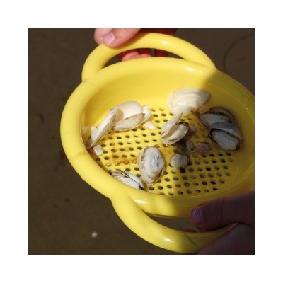 Moínho de Areia Mill & Sieve 20-2025 +12 meses Dantoy