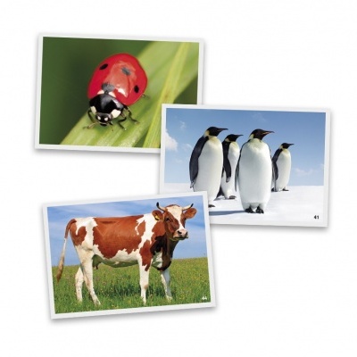 Jogo Linguagem Fotografias de Animais 20505 +3 anos Akros