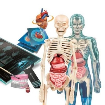 Super Anatomia - Como Somos Feitos? 67788 +8 anos