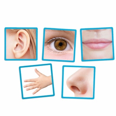 Jogo Os Cinco Sentidos 20610