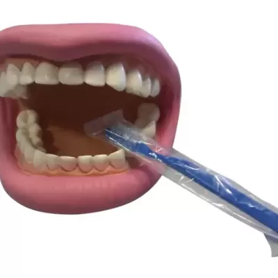 Modelo de Ensino Dentário Lavagem dos Dentes R811