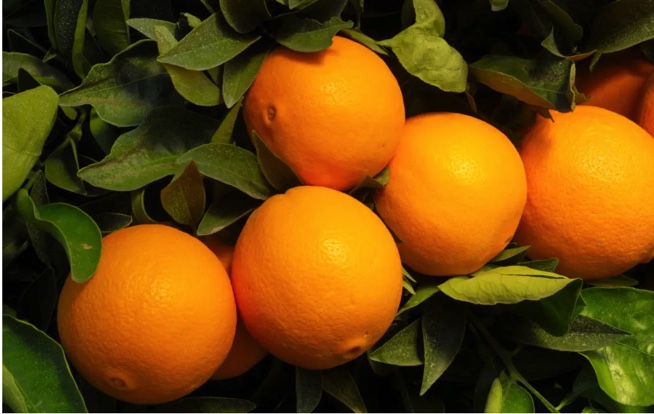 LARANJEIRA NEWHALL LARANJEIRA NEWHALL