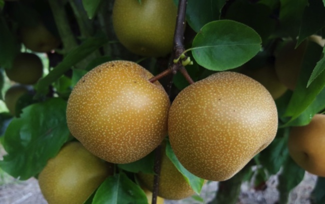 PÊRA NASHI (Castanha) Frutos dourados com manchas claras em ramo com folhas verdes