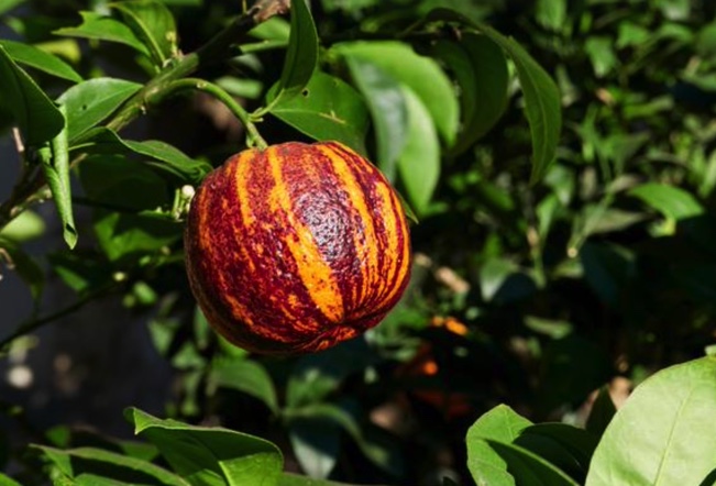 LARANJA ARCOBAL LARANJA ARCOBAL
