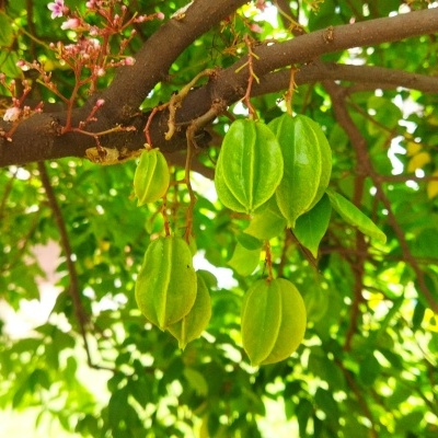 CARAMBOLA