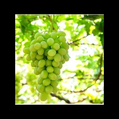 https://www.treepical.pt/product/uva-branca-sem-grainha