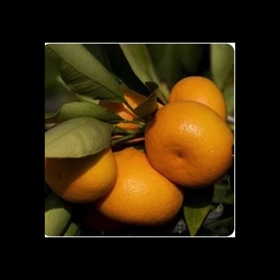 https://www.treepical.pt/product/tangerineira-encore