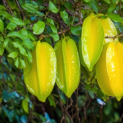 https://www.treepical.pt/product/carambola-enxertada