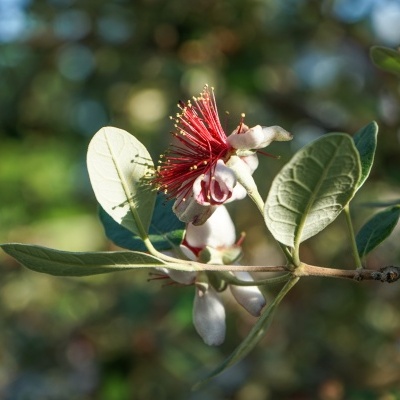 FEIJOA FEIJOA