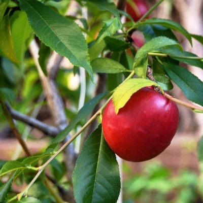 PESSEGUEIRO ANÃO CARECA