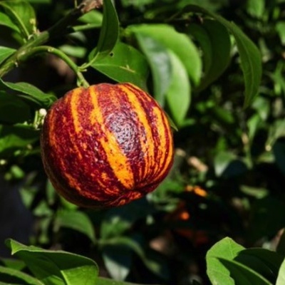 https://www.treepical.pt/product/laranja-arcobal