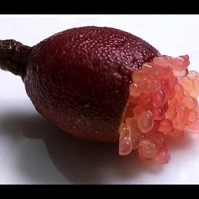 LIMÃO CAVIAR SANGUINEA LIMÃO CAVIAR SANGUINEA