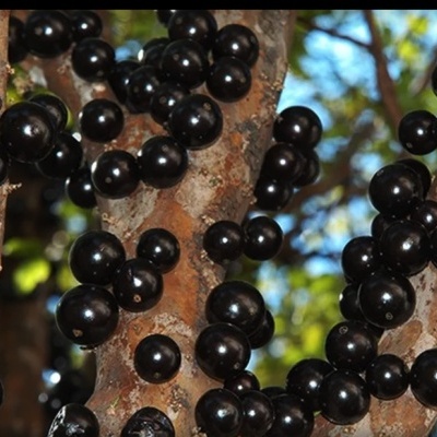 JABOTICABA