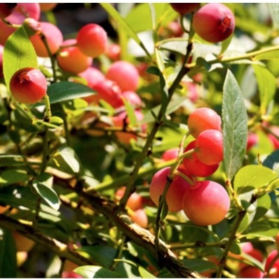 MIRTILO PINK LEMONADE MIRTILO PINK LEMONADE