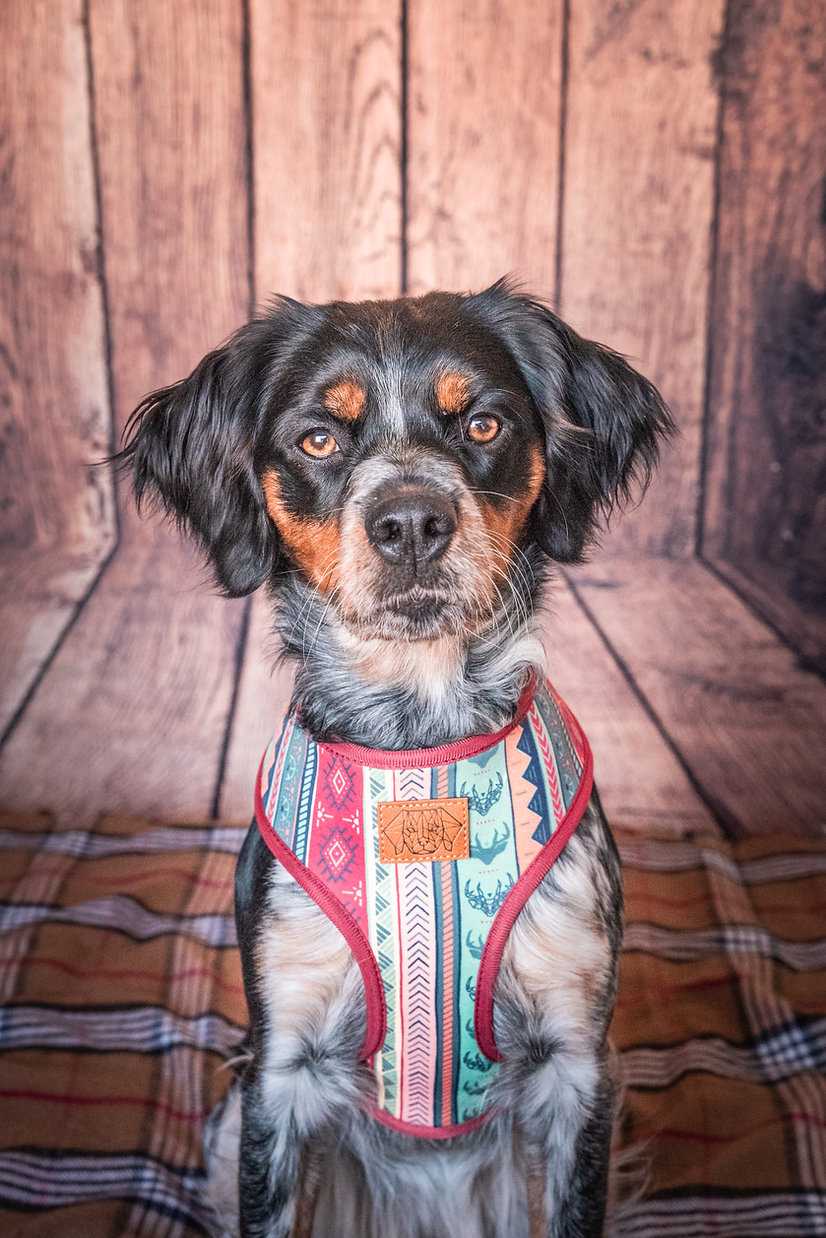 Peitoral reversível Oh My Deer