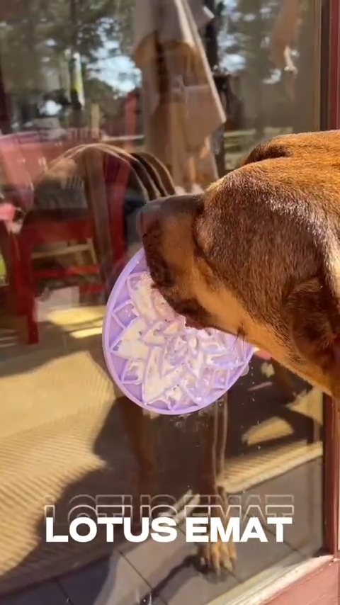 Tapete de Enriquecimento Lotus eMat com ventosas