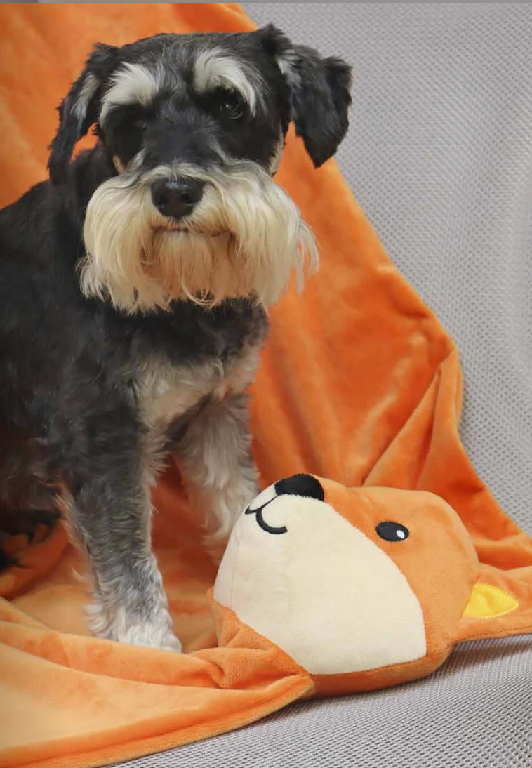 Cão preto e cinza em cobertor laranja com rosto de raposa