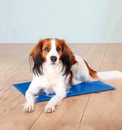 Cão de pelo branco e castanho deitado sobre tapete azul no chão de madeira