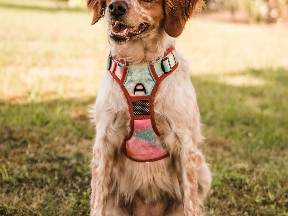 Milkyway Adventure Harness
